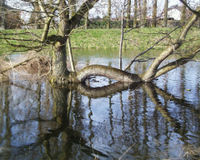 Baum im Hochwasser