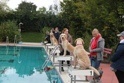 Hundeschwimmen im Freibad Trebur