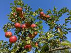Das Bild zeigt eine Apfelbaumkrone vor strahlend blauem Himmel.