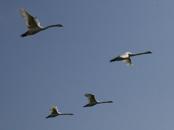Das Bild zeigt 4 Zugvögel