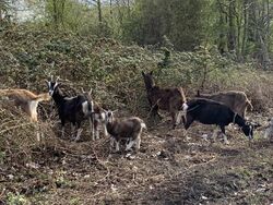 Das Bild zeigt einige Ziegen im Bereich der ,,Großen Lache‘‘ in Geinsheim