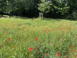 Unsere Blühwiesen stehen in voller Blüte! 