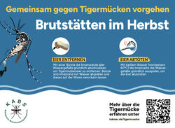 Asiatische Tigermücke