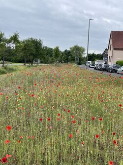 Unsere Blühwiesen stehen in voller Blüte! 
