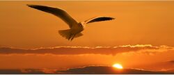 Das Bild zeigt eine Taube bei Sonnenuntergang