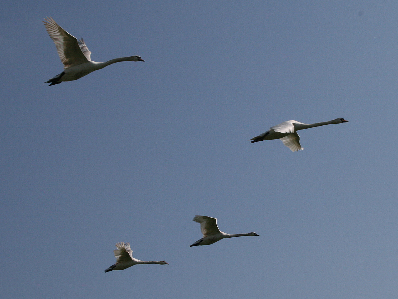 Das Bild zeigt 4 Zugvögel